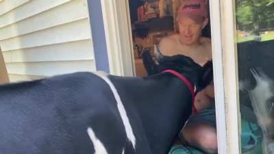 Jenna really loves her dad. Sometimes she gets impatient waiting for hugs so she calls him from the window at Life With Pigs Farm Sanctuary (sound on!)