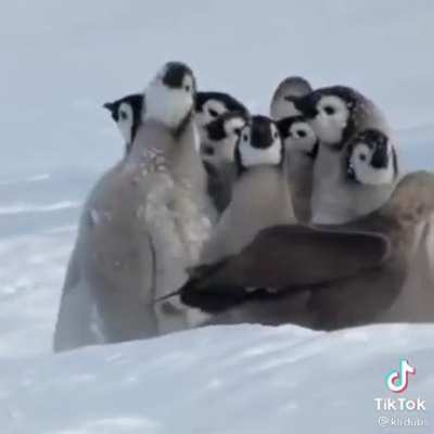 Cute penguins😂