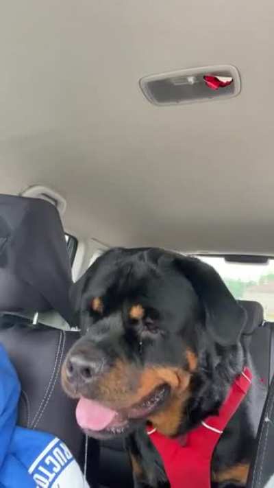 Are you gonna eat that? My dog and drive thru food…