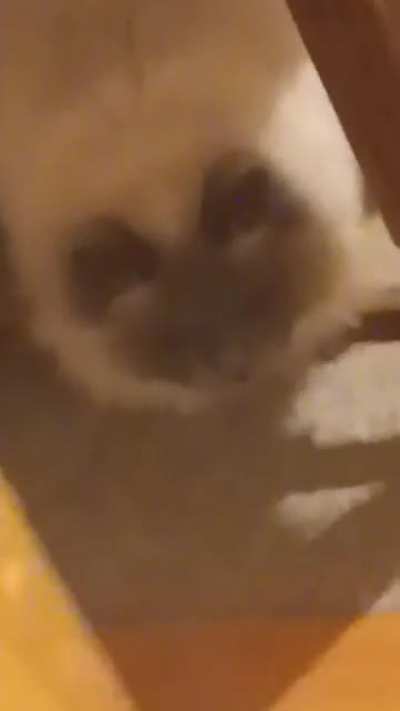 video taken moments before my cat VICIOUSLY assaulted me