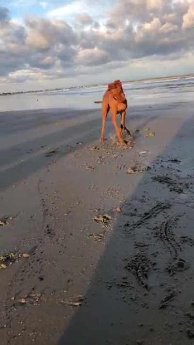He Found a Clam, A CLAM!