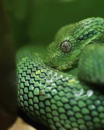 Hydrohomie snek