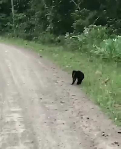 Brazilian monkey