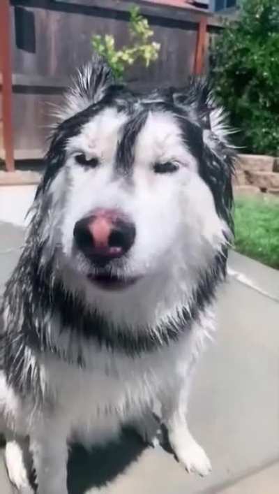 Cats and Dogs after bath