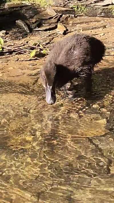 Prim at the creek