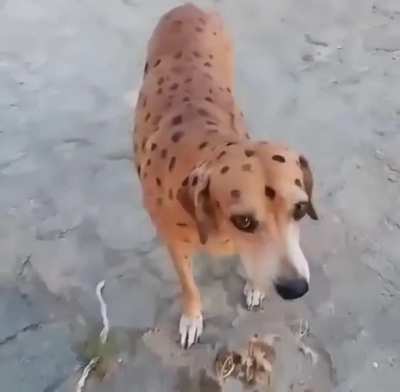 AUAUAUAU