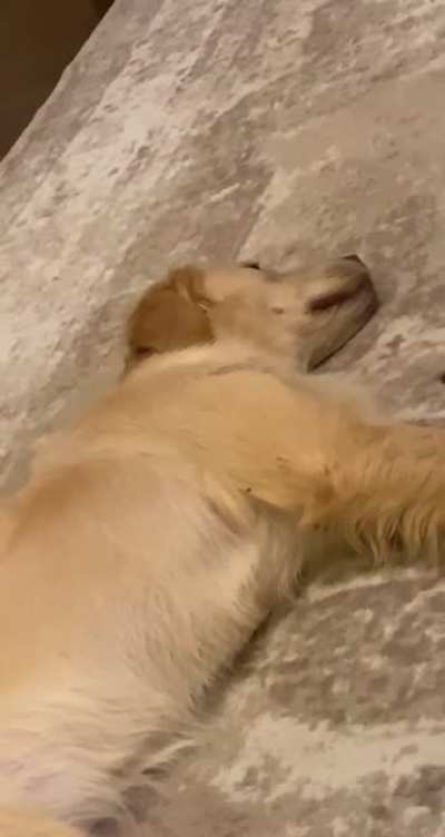 I&rsquo;m off the clock hooman! Stop calling my name