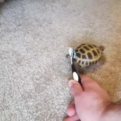 funny turtle