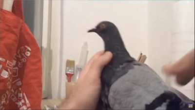 PIGEON