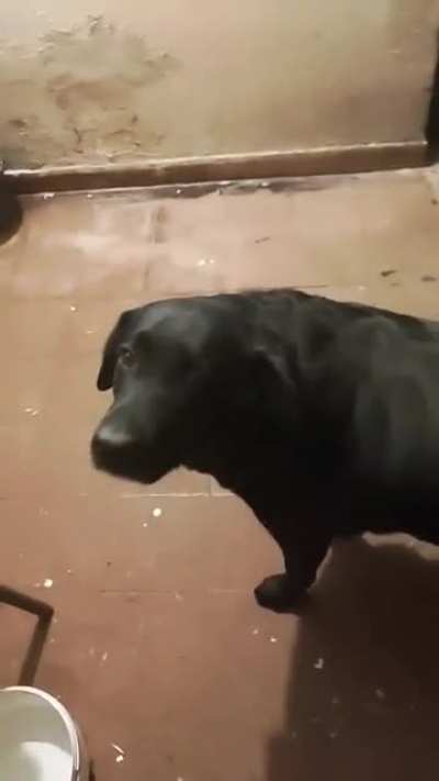 uy , cazaron la rata por lo meno