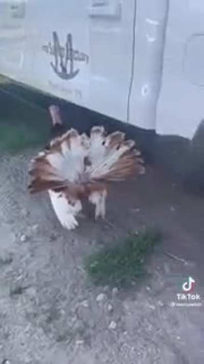 Turkey Burping!