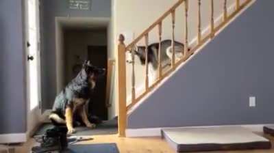 The husky opera