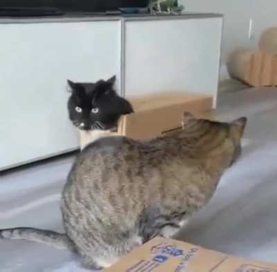It's a cat thing