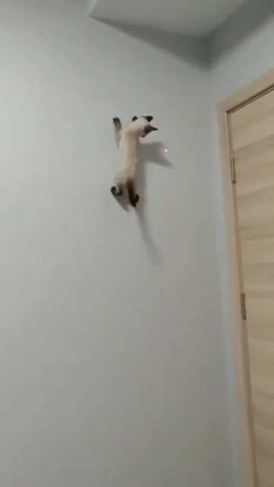 Enjoys sticking to walls