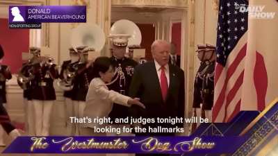 The Daily Show is absolutely cooking Trump with this one. They turned his military parade moment into a dog show parody, calling him &ldquo;lively, aggressive, and incredibly horny.&rdquo; Peak satire. Trump&rsquo;s ego just got treated like a Westminster contestant.