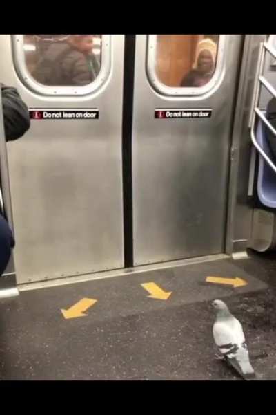 NY pigeons are a different breed