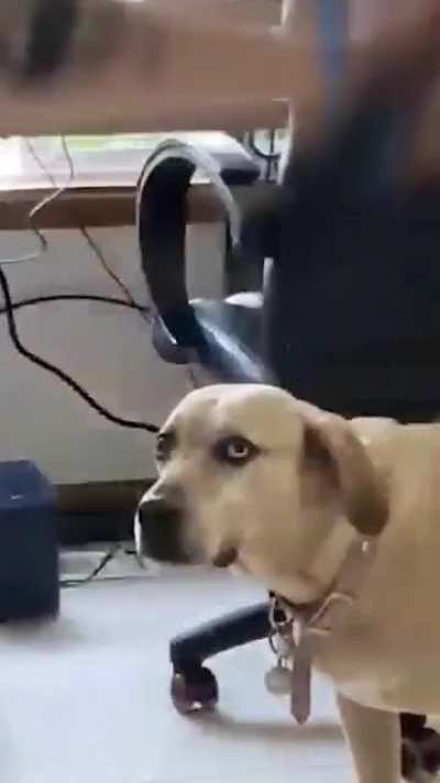 Guess what the dog thinks