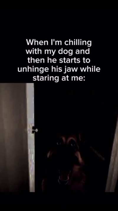 That one dog jumping the fence