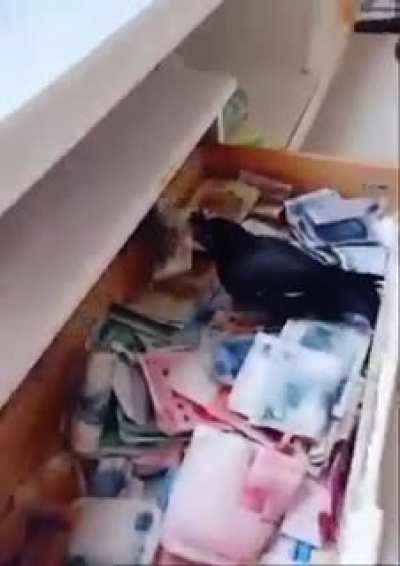 Romanian pets be like