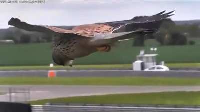 Falcon using wind and thermals to stationary hover while barely using it's wings.