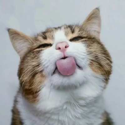 An extremely photogenic cat