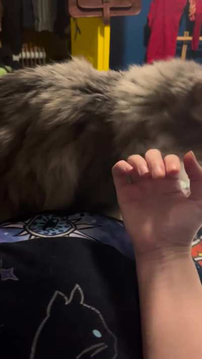 Kitty Assisted? PT