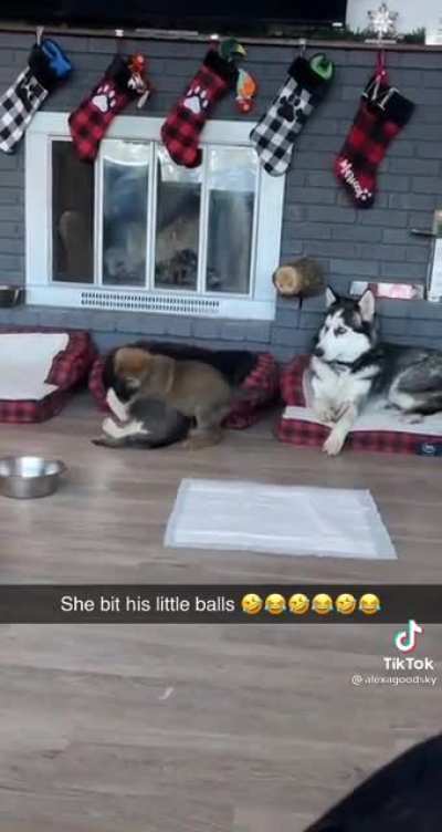 Poor little balls