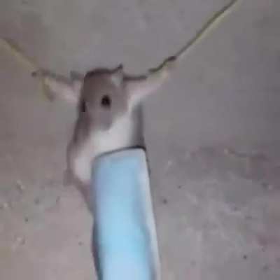 Este video me alegro el d&iacute;a 