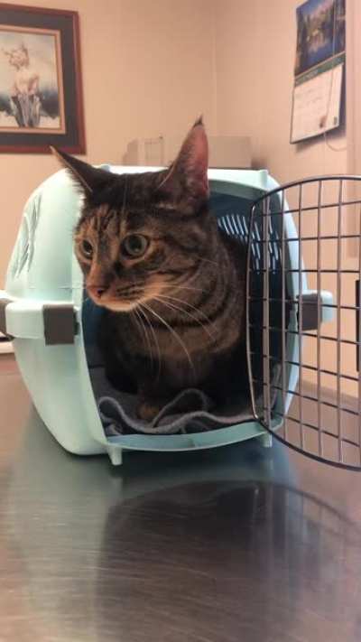 Mica contemplating exploring at the vet&rsquo;s office