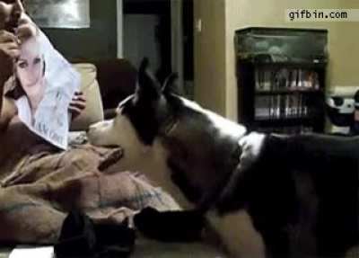 Dog is afraid of Julia Robert's.