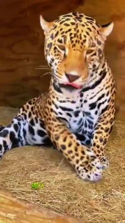 Absolute beauty