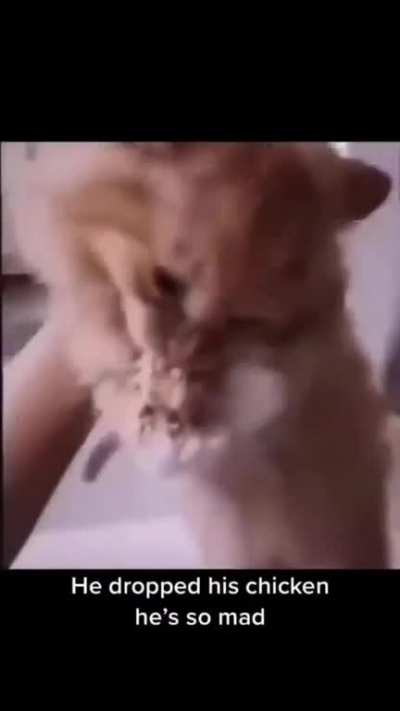 Cat mad