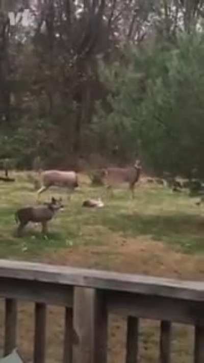 Oh Deer.