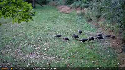 Fall turkey hunting