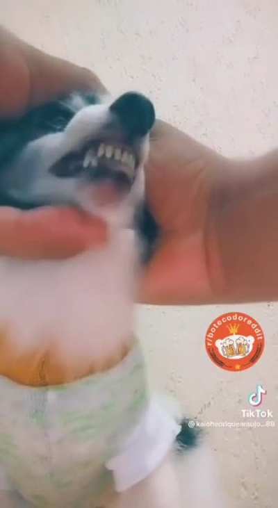 Cachorro falante