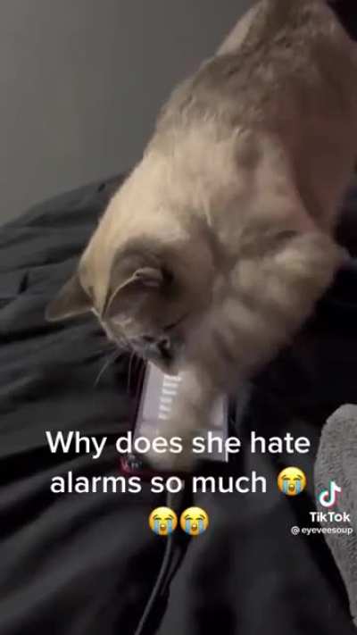 Kitty making sure I&rsquo;m late for work (not my cat)