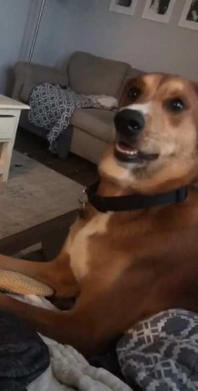 He&rsquo;s not the brightest but in his defense humans don&rsquo;t usually bark