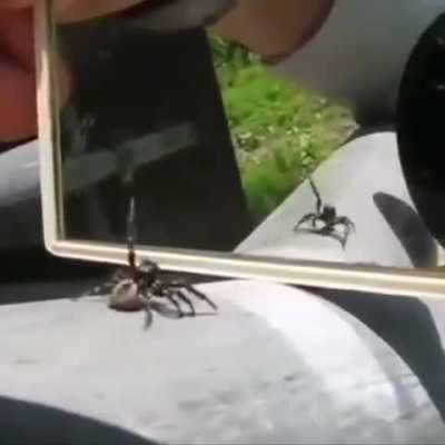 This is why I love jumping spiders