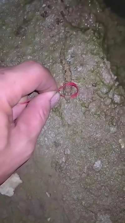 Escapuliu