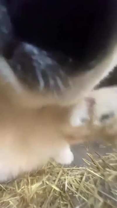 Up Close with a Baby Polar Bear