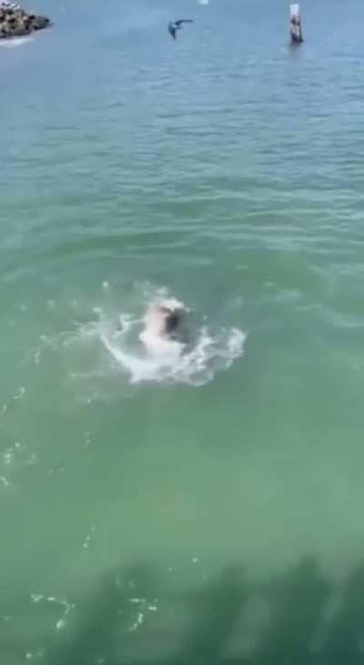 Sea Lion ripping off a Seagull&rsquo;s head for stealing its food!