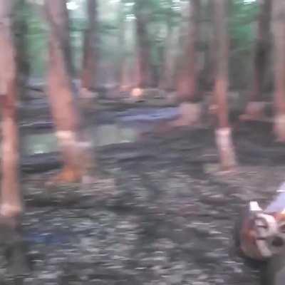 WCGW tapping dead Wood