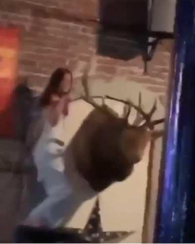 WCGW mounting the mounted moose head...?