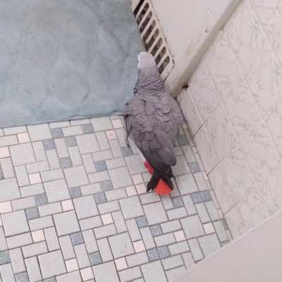 Some people have birds who say sweet nothings like "pretty bird" and "gimme kiss". Mine just thinks he's a toilet.