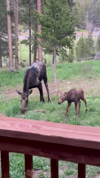 Moose Mom and baby