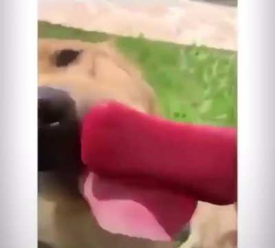 Doggo had enough