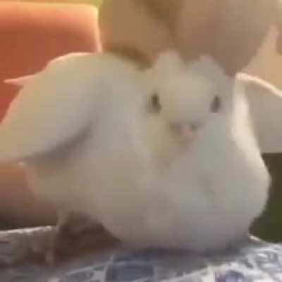 Otro video pero mas bonito y que alegra el dia