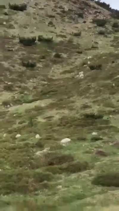 I&rsquo;ll just record my child casually strolling in front of a grizzly...