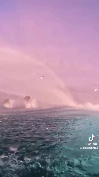 Dolphin Surfing