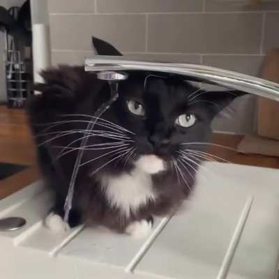 Water tastes different today!🐈